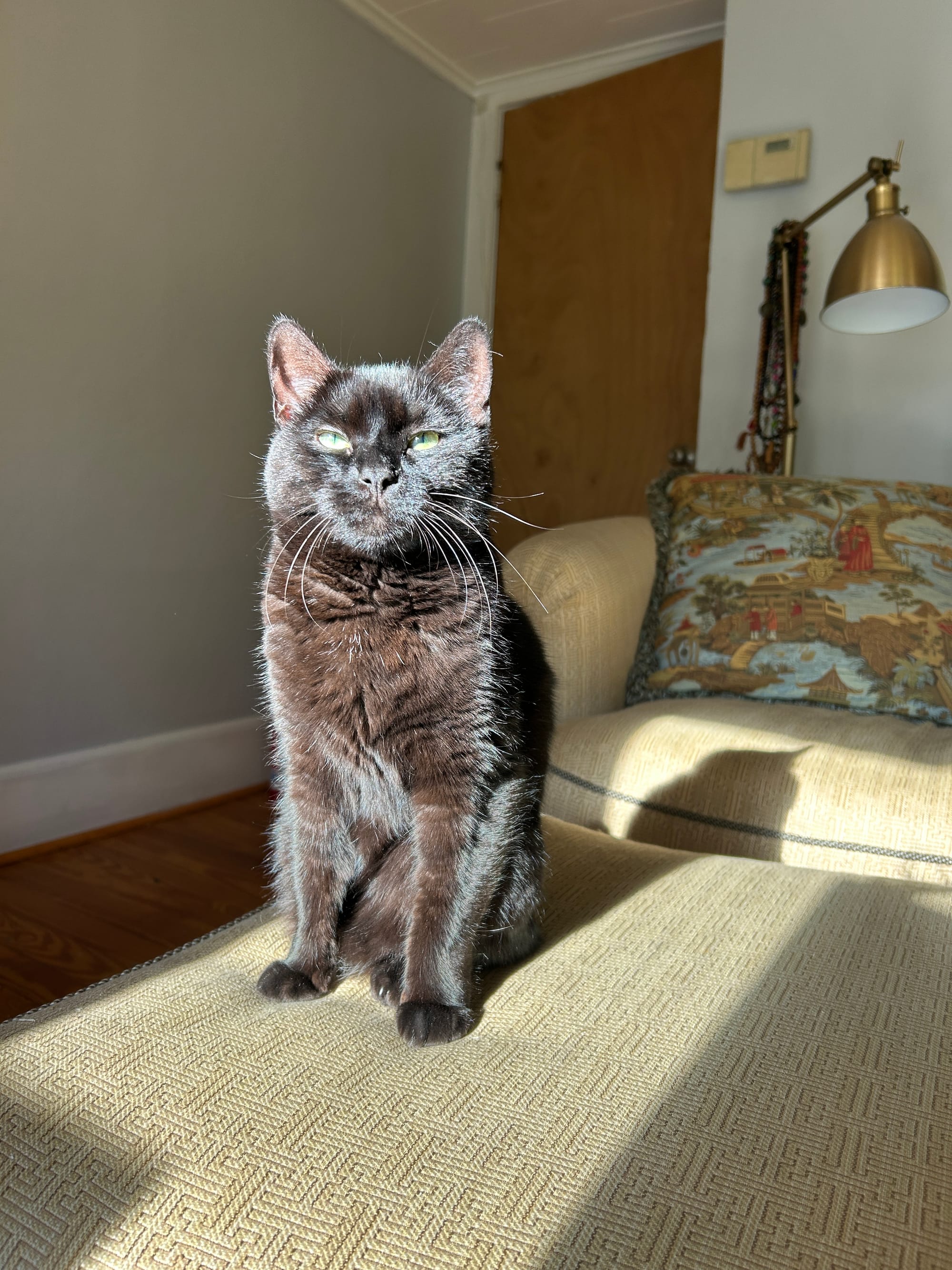 a black cat with green eyes squints in the sunlight