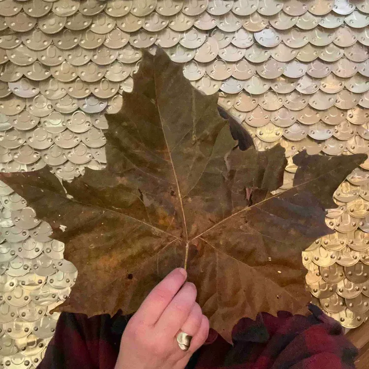a white person wearing a gold ring and flannel shirt holds a large brown leaf in front of their face against a wall of overlapping gold-colored cat food can lids
