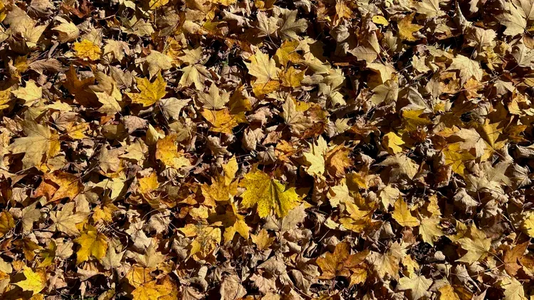 yellow leaves heaped on the ground