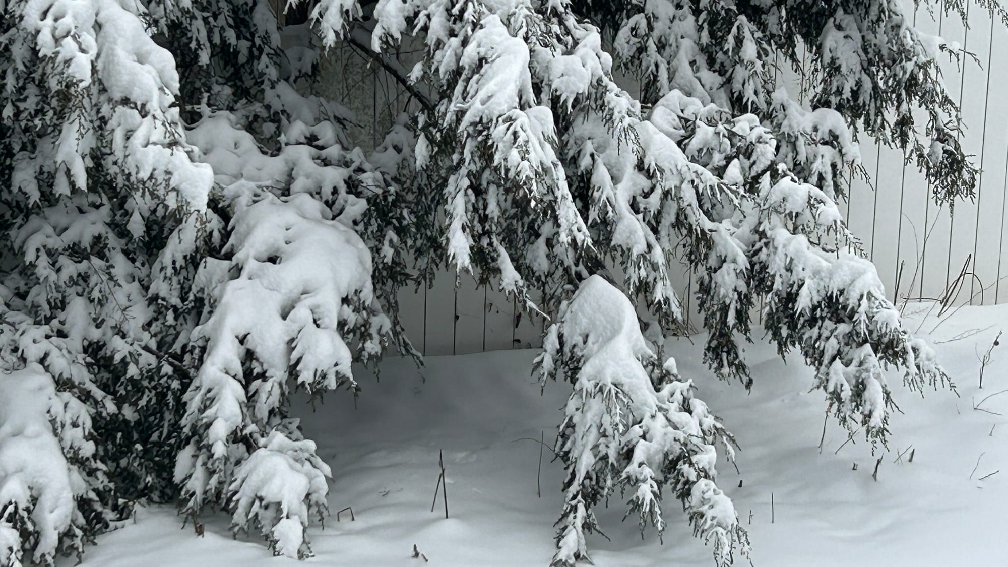 a thick layer of snow looks like icing weighing down evergreen branches