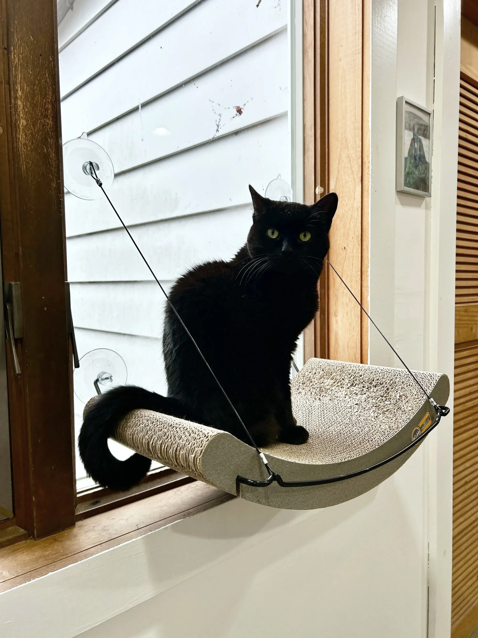 a black cat with green eyes sitting in a carved cardboard window seat with her tail curling magnificently around the edge of the seat